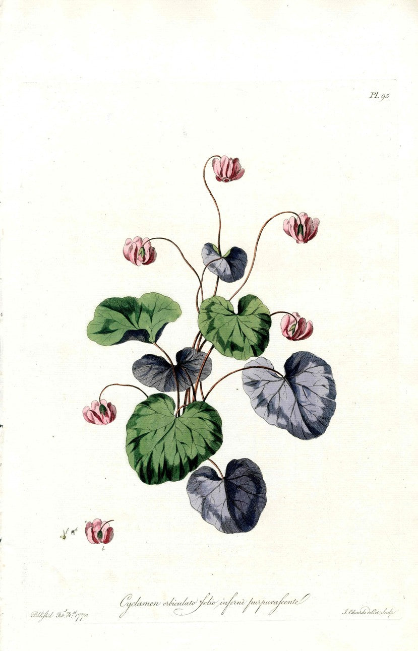 Edwards 1700 Cyclamen JEH23
