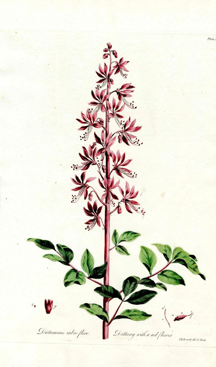 Edwards 1700 Dittany with Red Flower JEH59