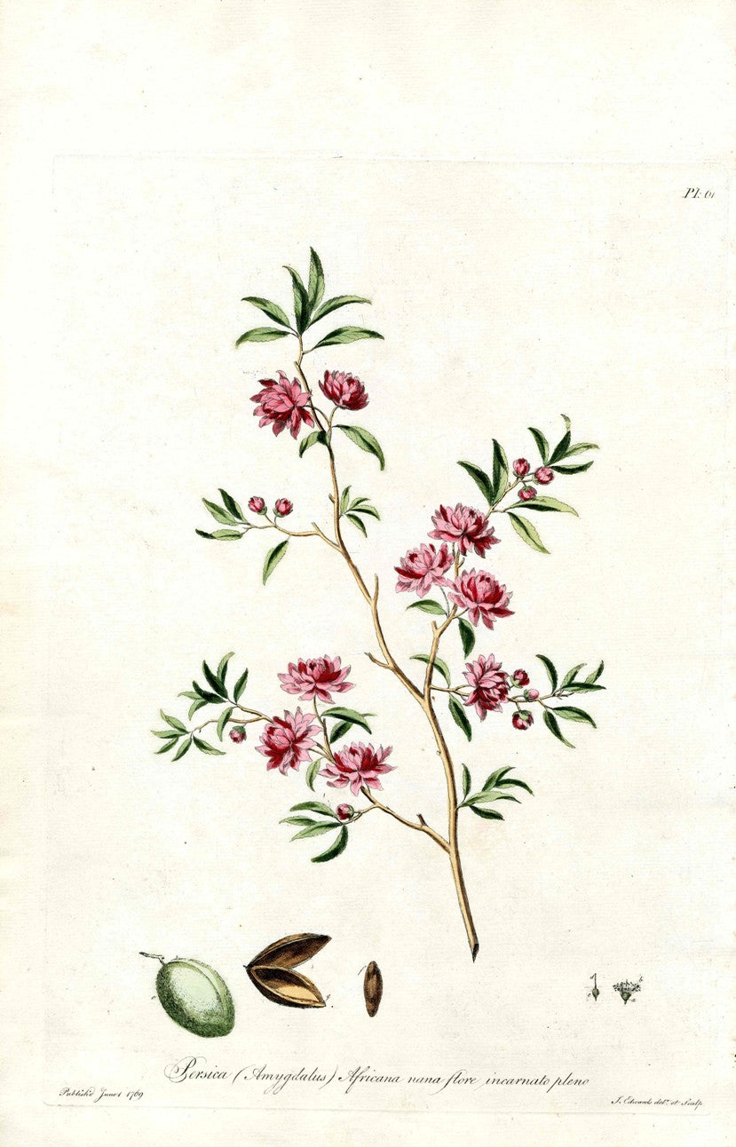 Edwards 1700 Domesticated Peach JEH29