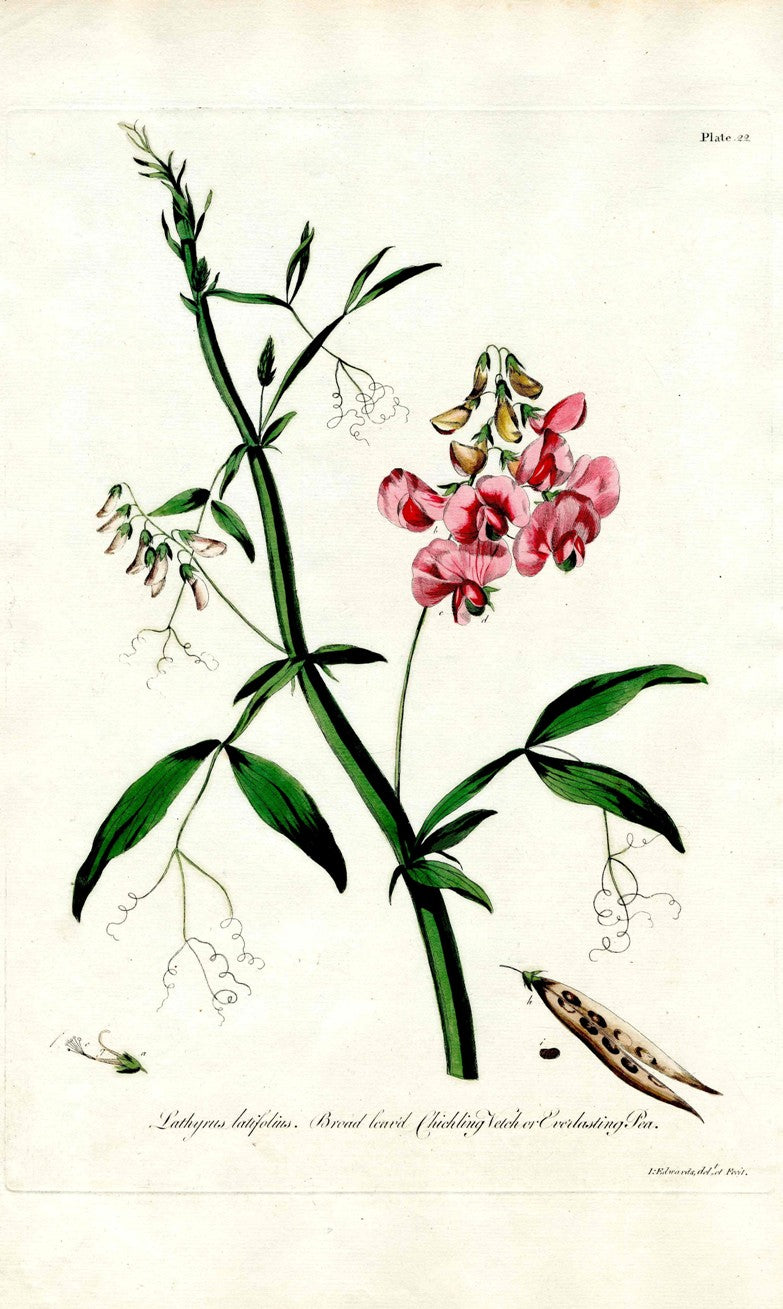 Edwards 1700 Everlasting Pea JEH50