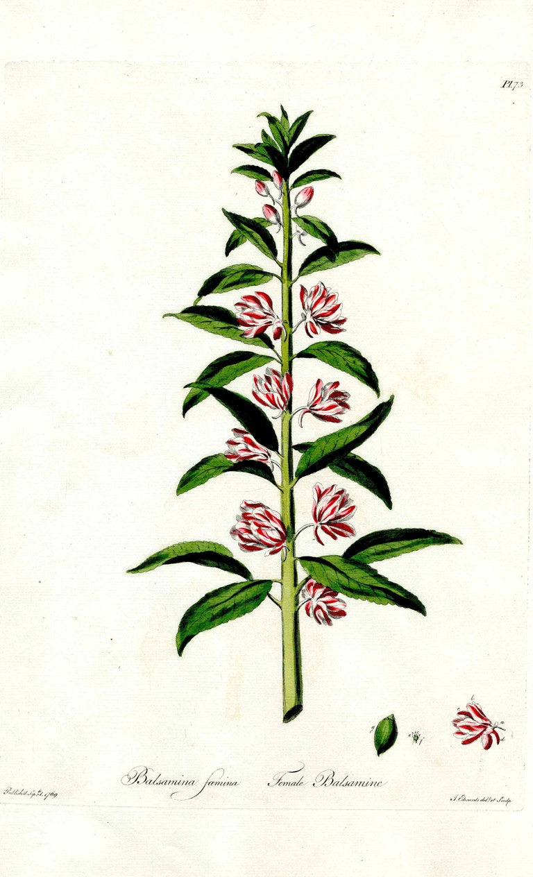 Edwards 1700 Female Balsamine JEH58