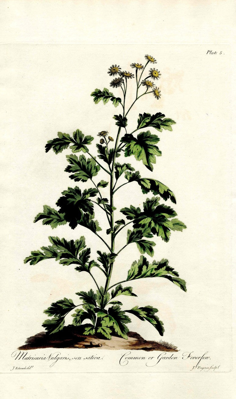 Edwards 1700 Garden Feverfew JEH78