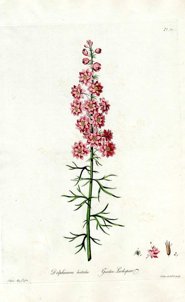 Edwards 1700 Garden Larkspur JEH57