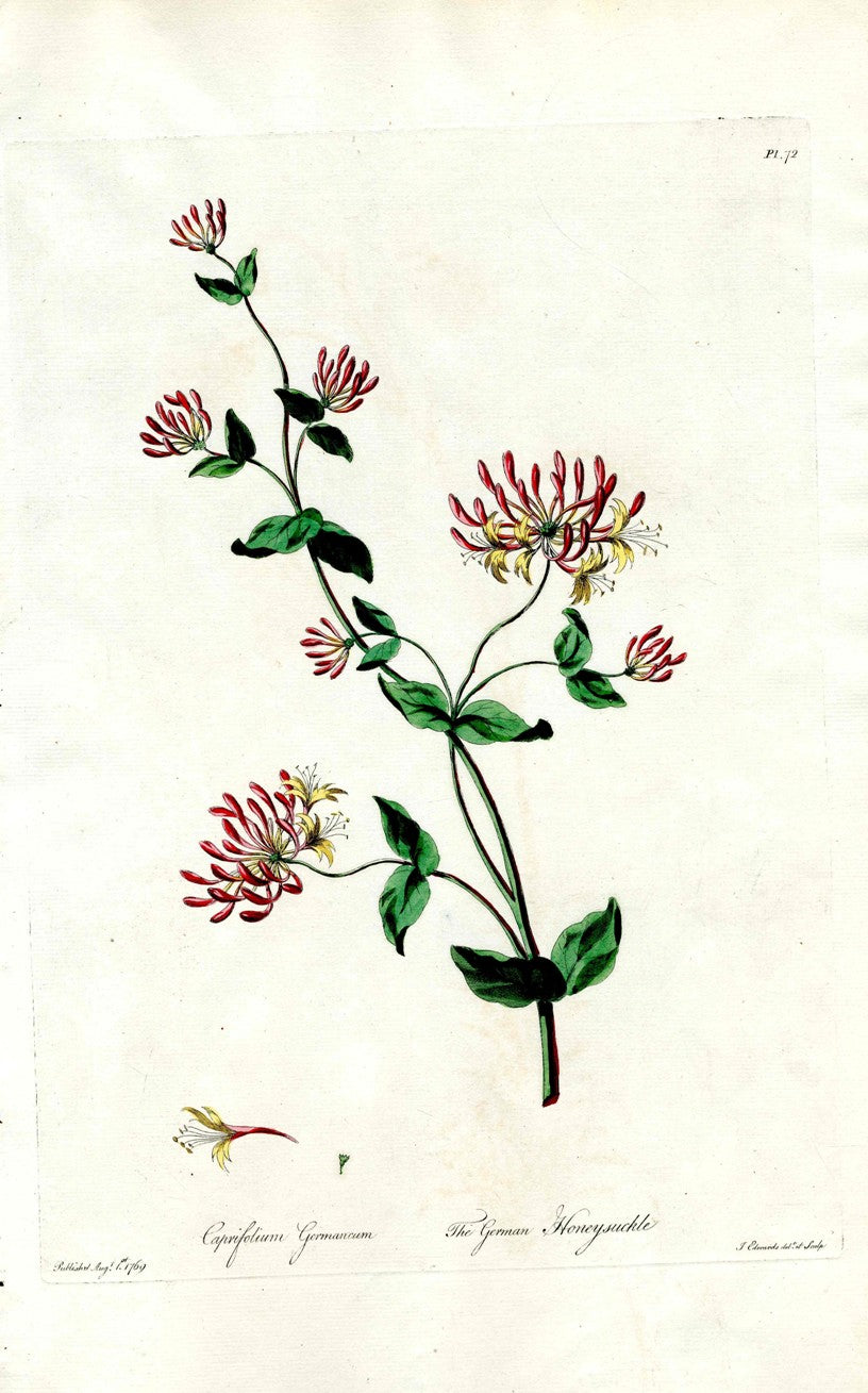 Edwards 1700 German Honeysuckle JEH56