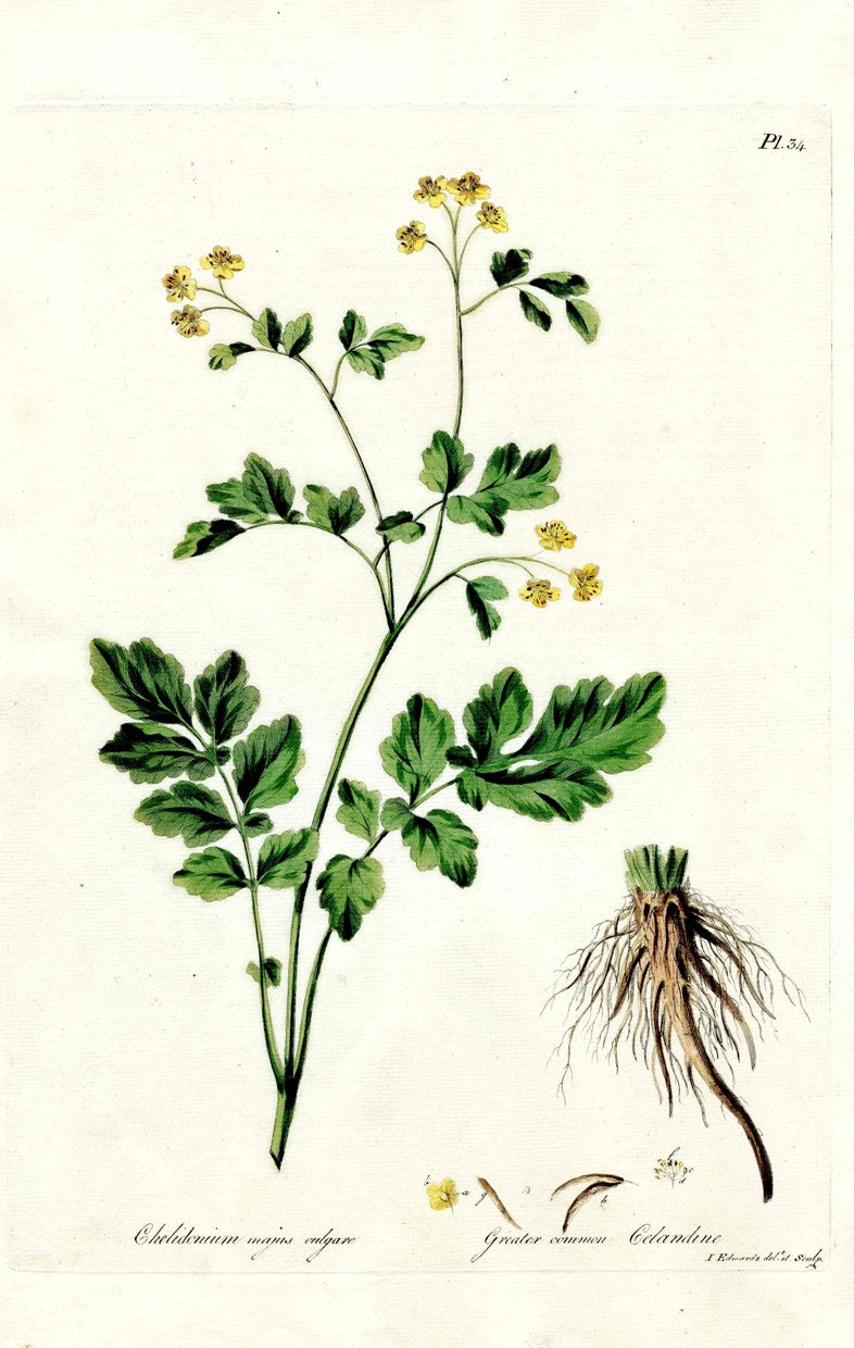 Edwards 1700 Greater Common Celandine JEH74