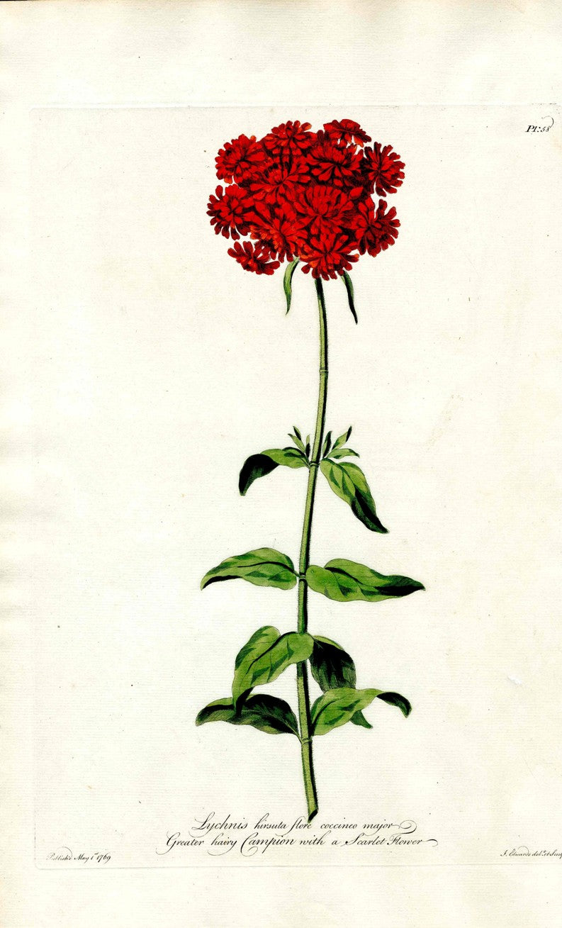 Edwards 1700 Greater Hairy Campion JEH47