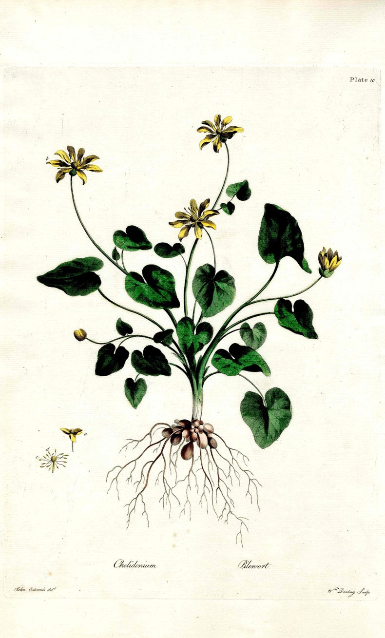 Edwards 1700 Pilewort JEH76