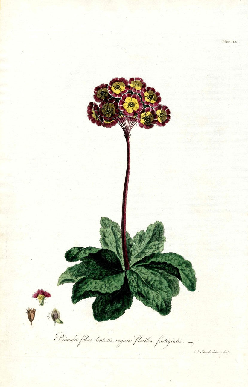 Edwards 1700 Primula JEH24