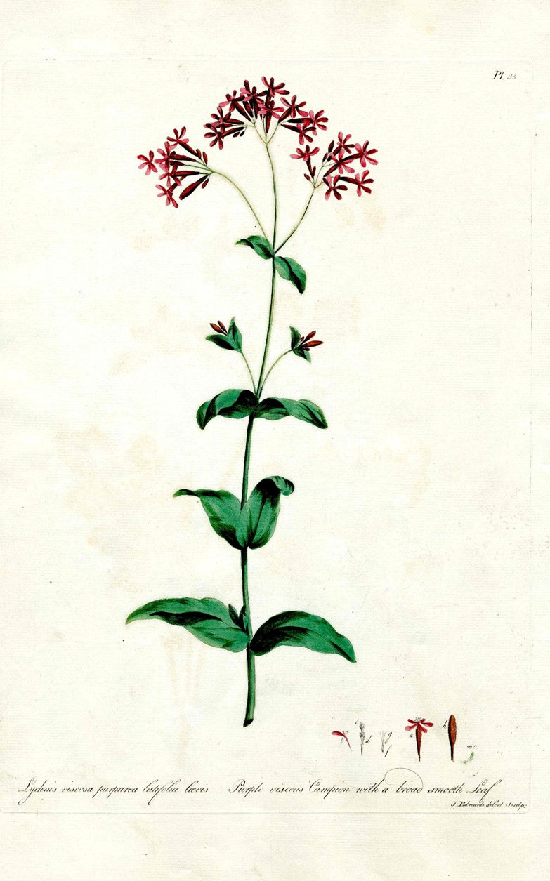 Edwards 1700 Purple Campion JEH63