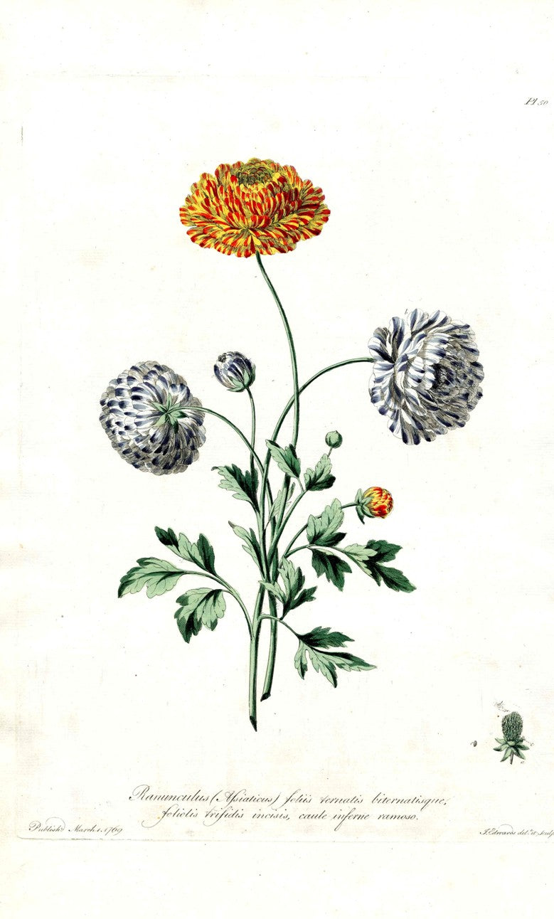 Edwards 1700 Ranunculus JEH22
