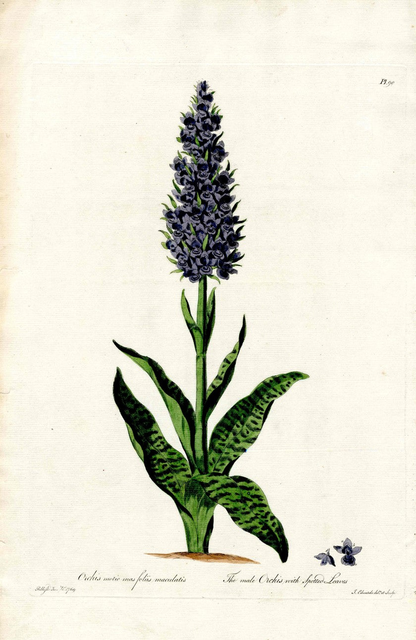 Edwards 1700 Spotted Leaves Orchis JEH41