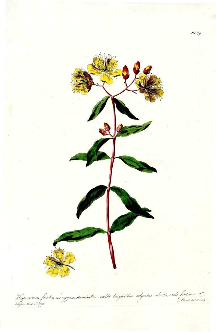 Edwards 1700 St John's Wort JEH77