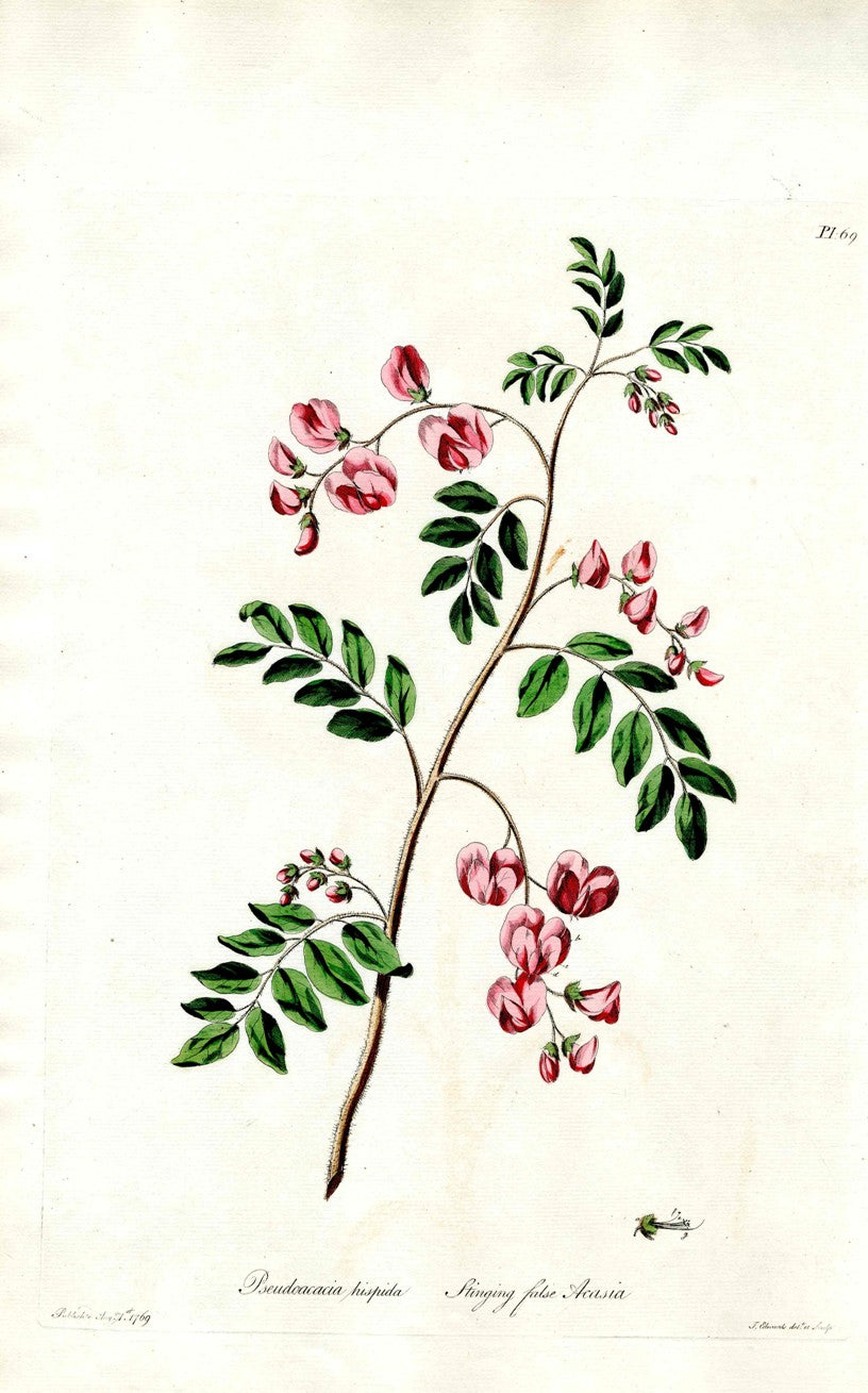 Edwards 1700 Stinging False Acacia JEH66