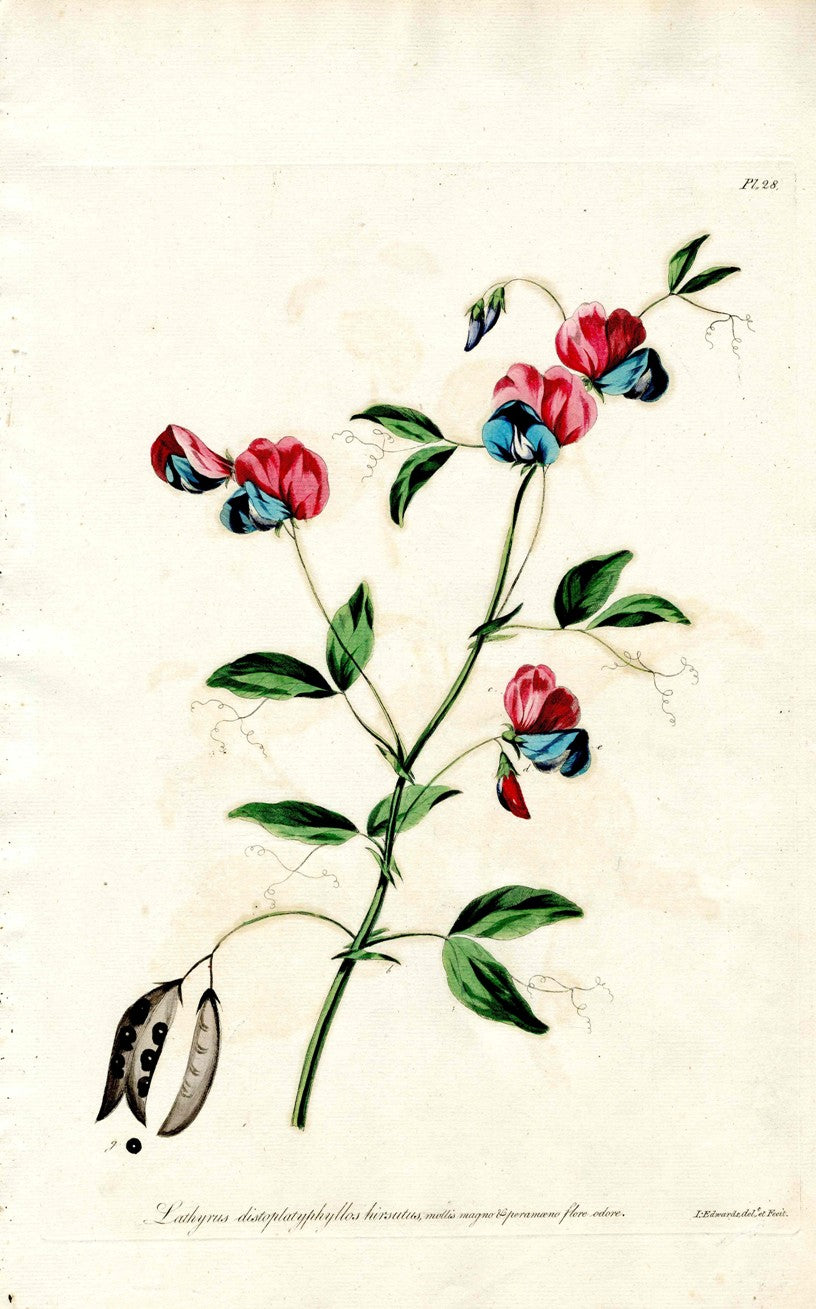 Edwards 1700 Sweet Pea JEH48