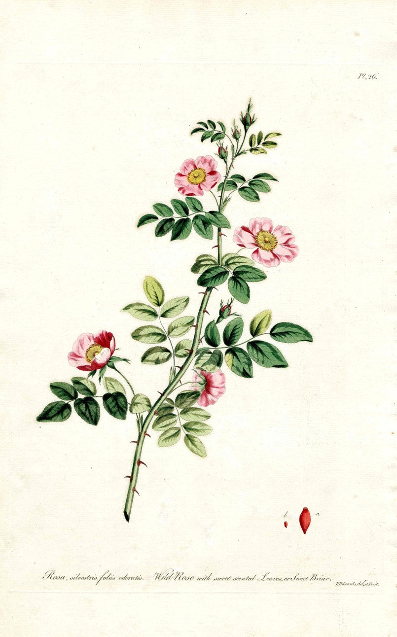 Edwards 1700 Sweet Wild Rose JEH26