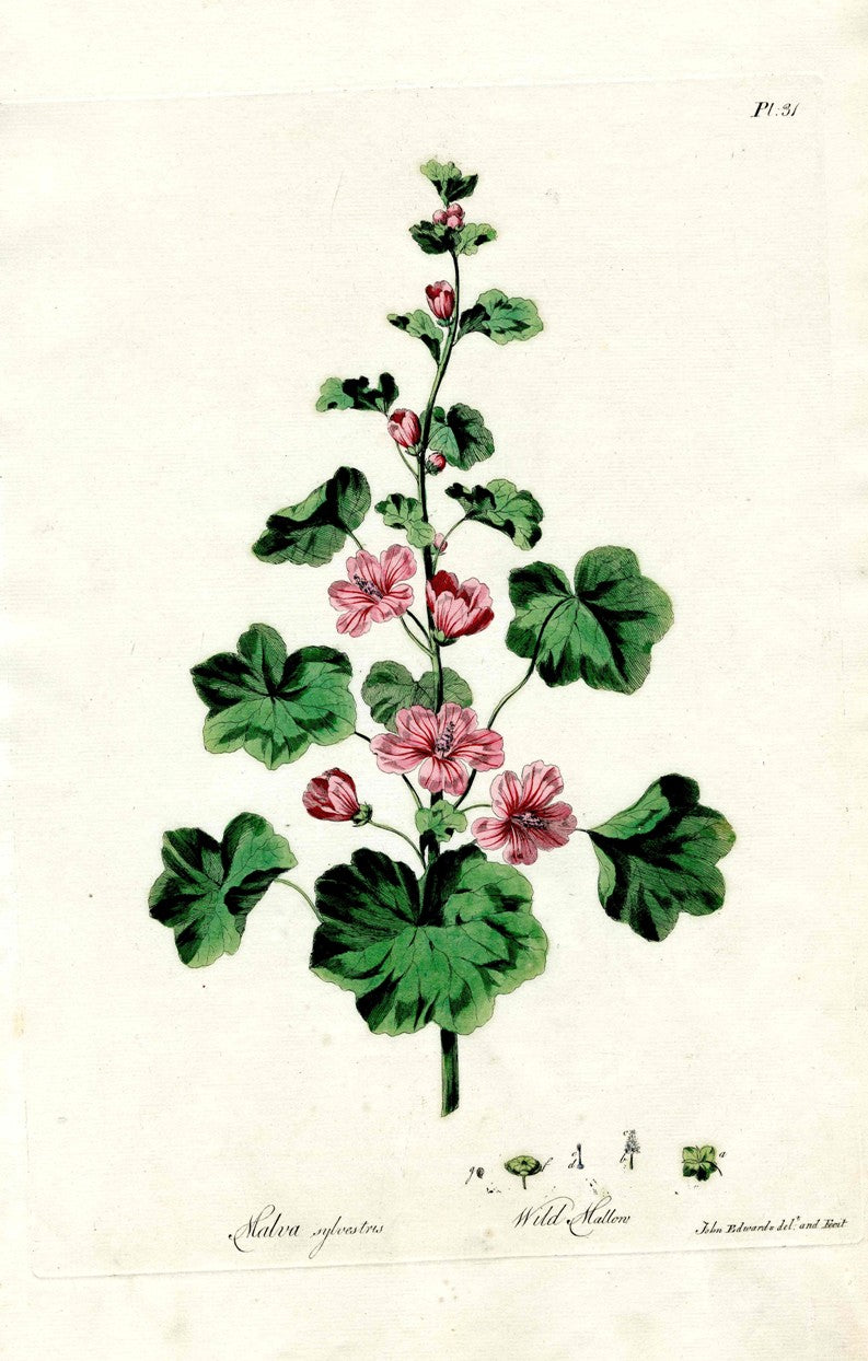 Edwards 1700 Wild Mallow, Hollyhock JEH61