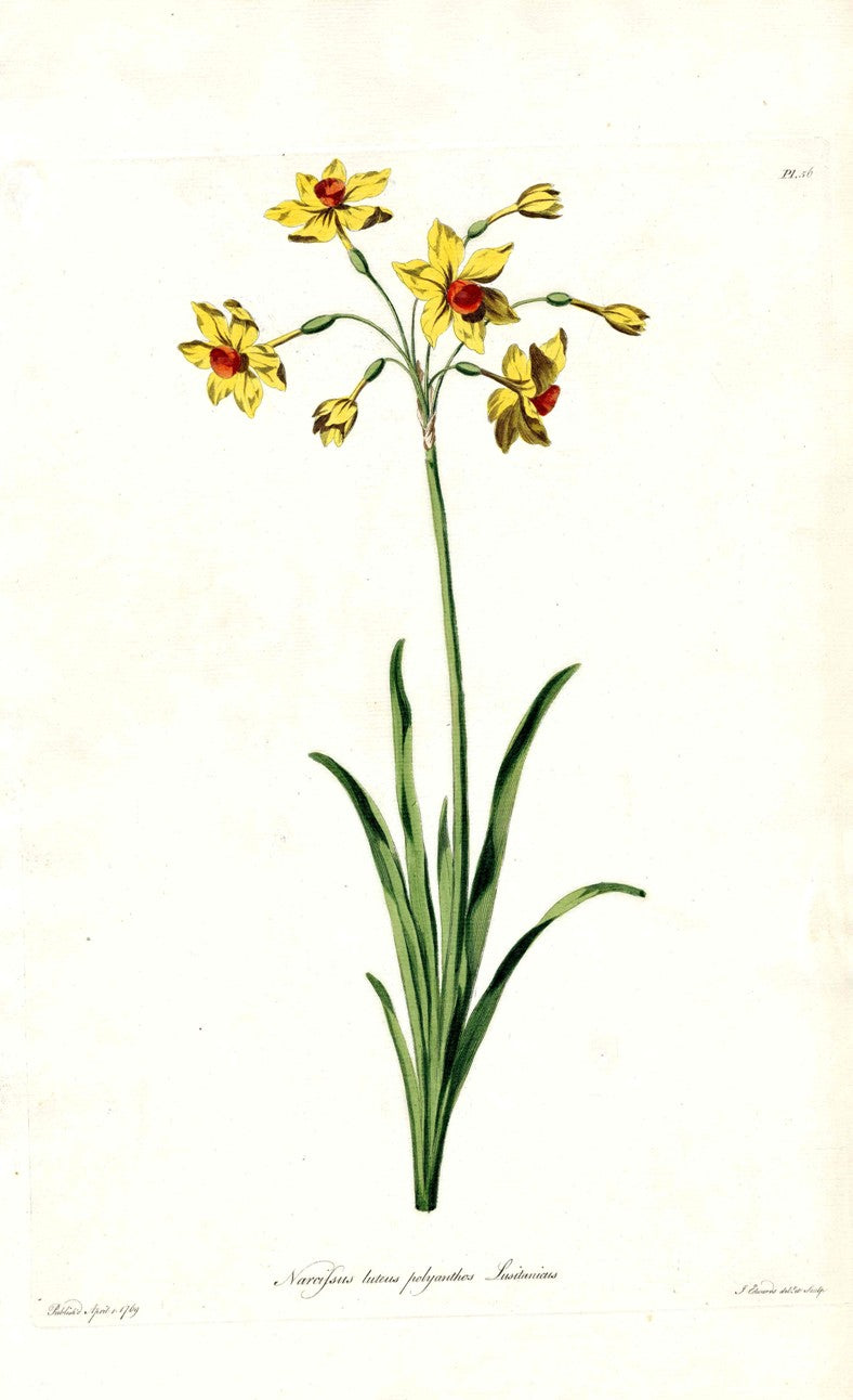 Edwards 1700 Yellow Daffodil JEH17