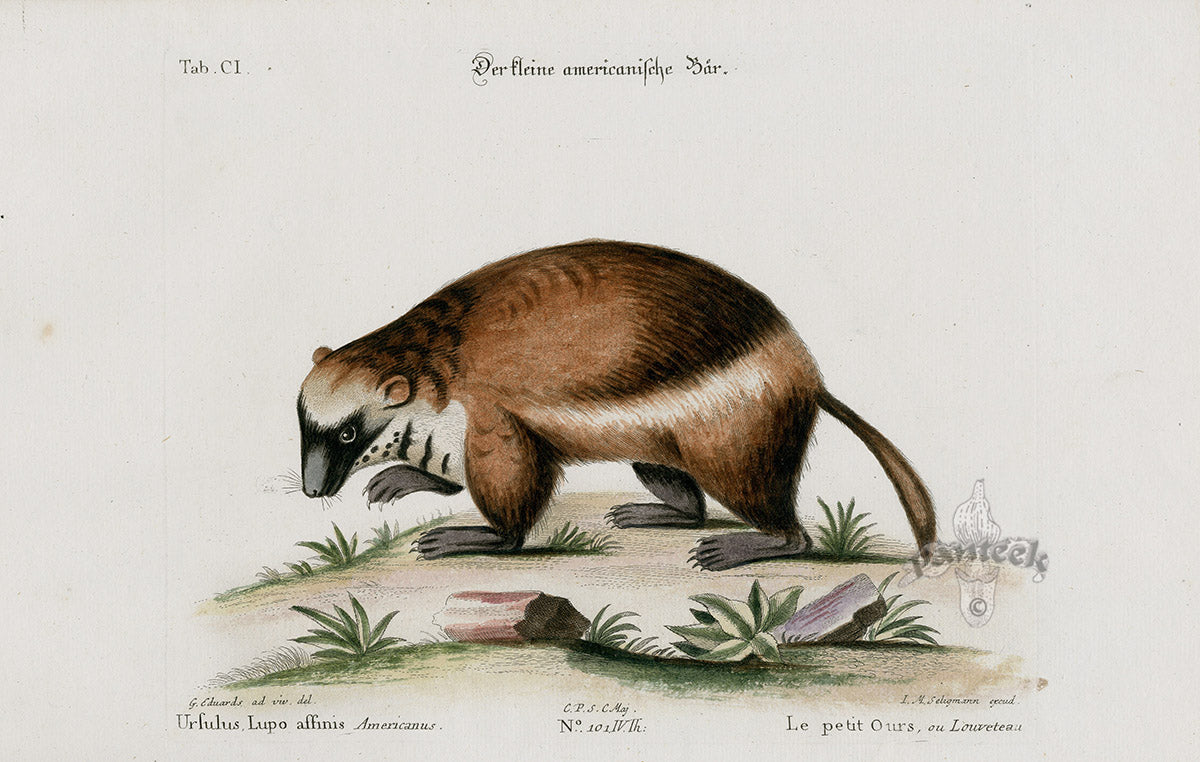Edwards Seligmann Animal 1768 Wolverine