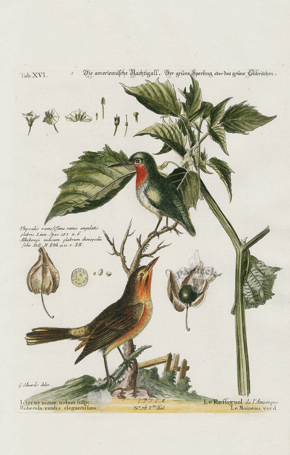 Edwards Seligmann Bird Print American Nightingale