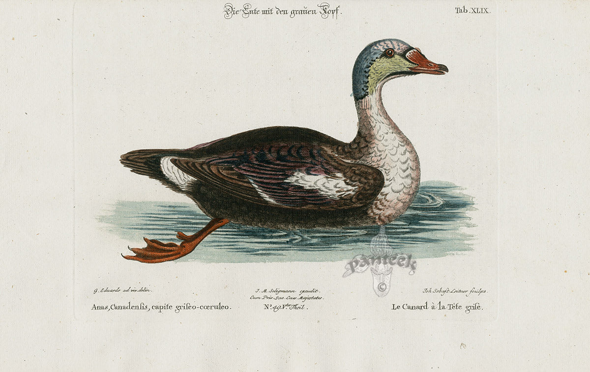 Edwards Seligmann Bird Print Anas Canadensis