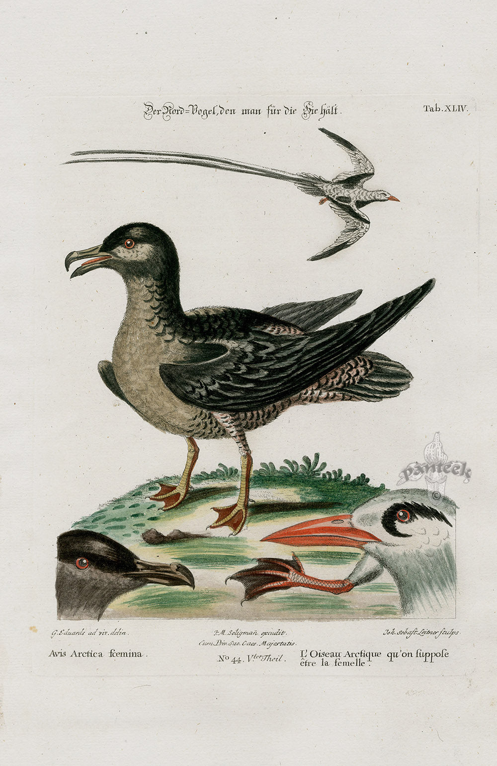 Edwards Seligmann Bird Print Arctic Bird