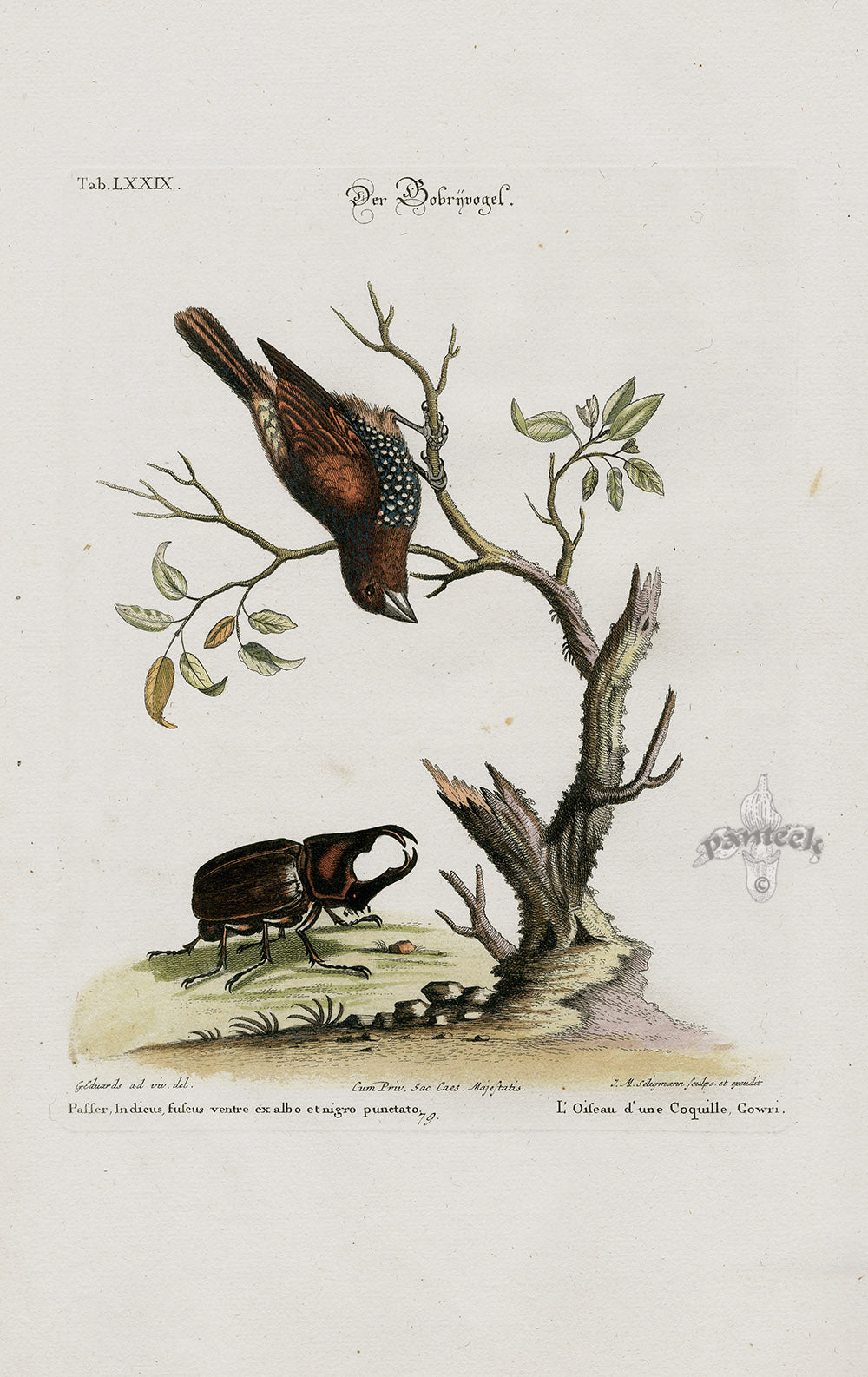Edwards Seligmann Bird Print Brown-Spotted Sparrow