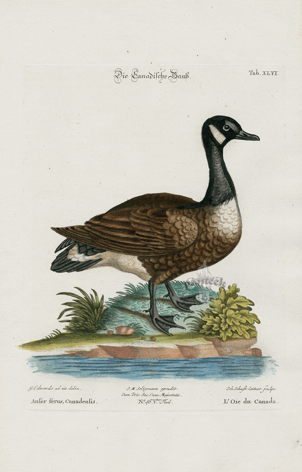 Edwards Seligmann Bird Print Canadian Goose