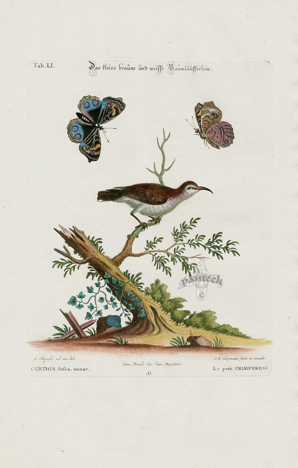 Edwards Seligmann Bird Print Certhia fusca minor