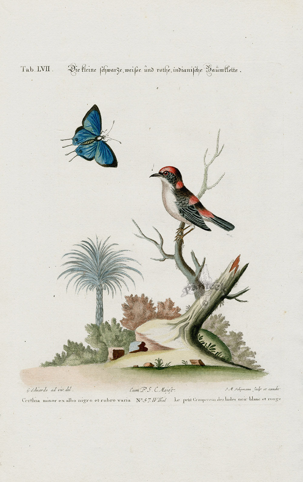 Edwards Seligmann Bird Print Certhia minor