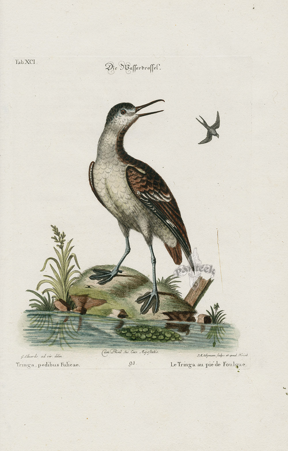 Edwards Seligmann Bird Print Coot-footed tern