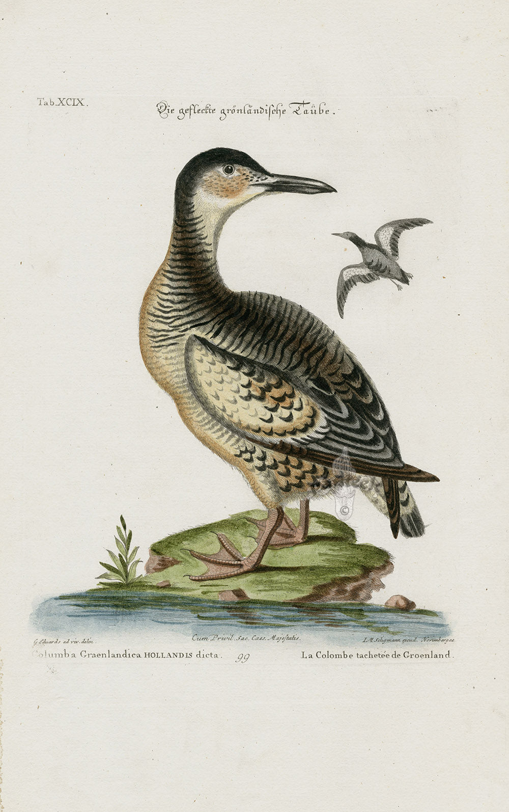 Edwards Seligmann Bird Print Dutch Pigeon