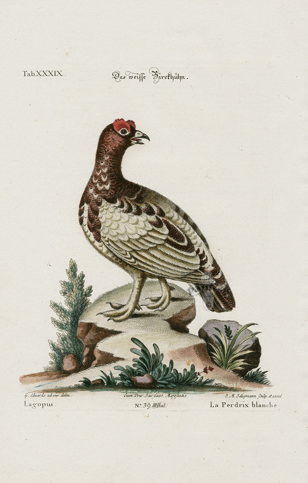 Edwards Seligmann Bird Print Grouse