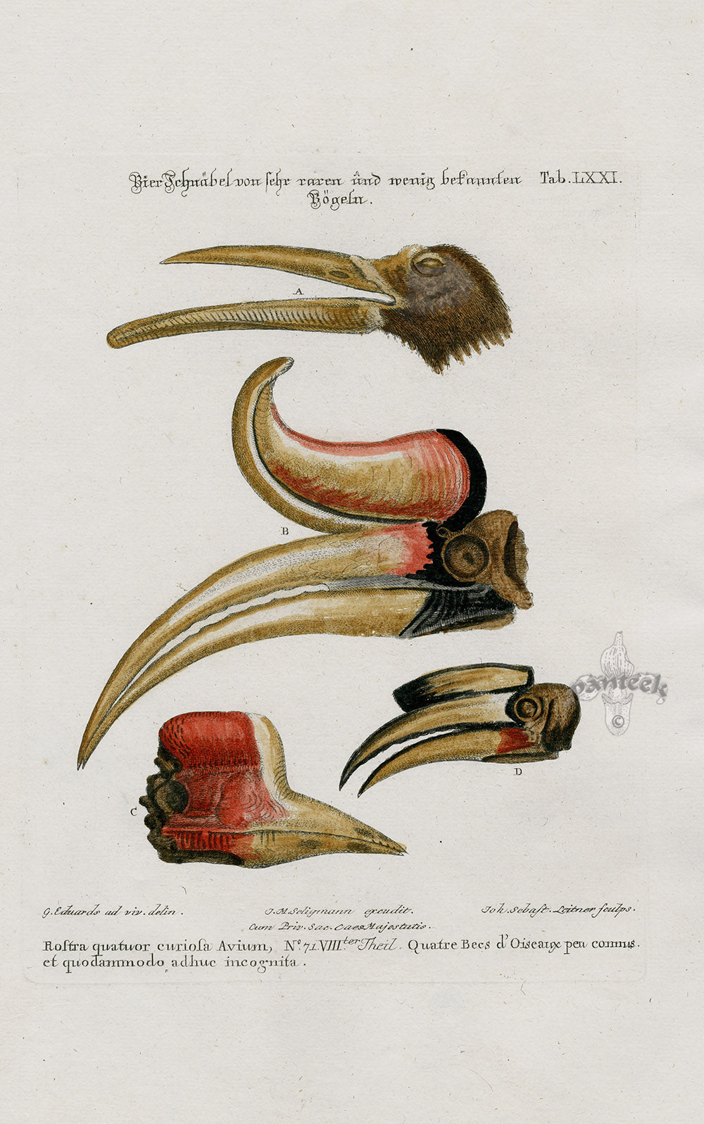 Edwards Seligmann Bird Print Hornbill