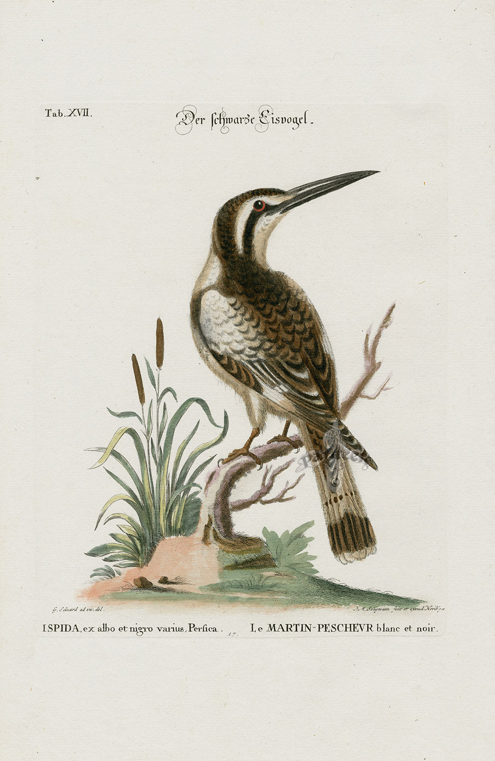 Edwards Seligmann Bird Print Kingfisher