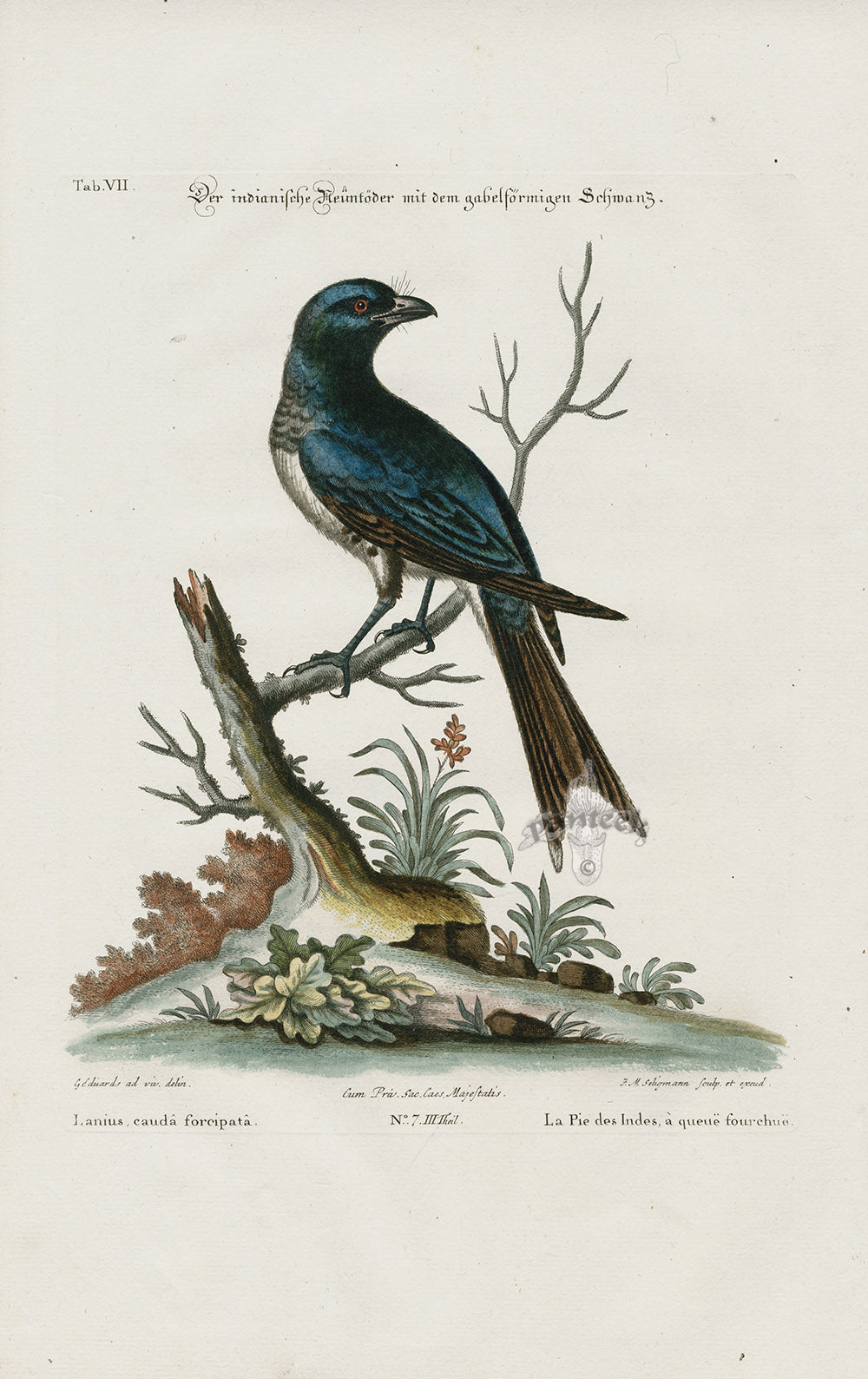 Edwards Seligmann Bird Print Lanius