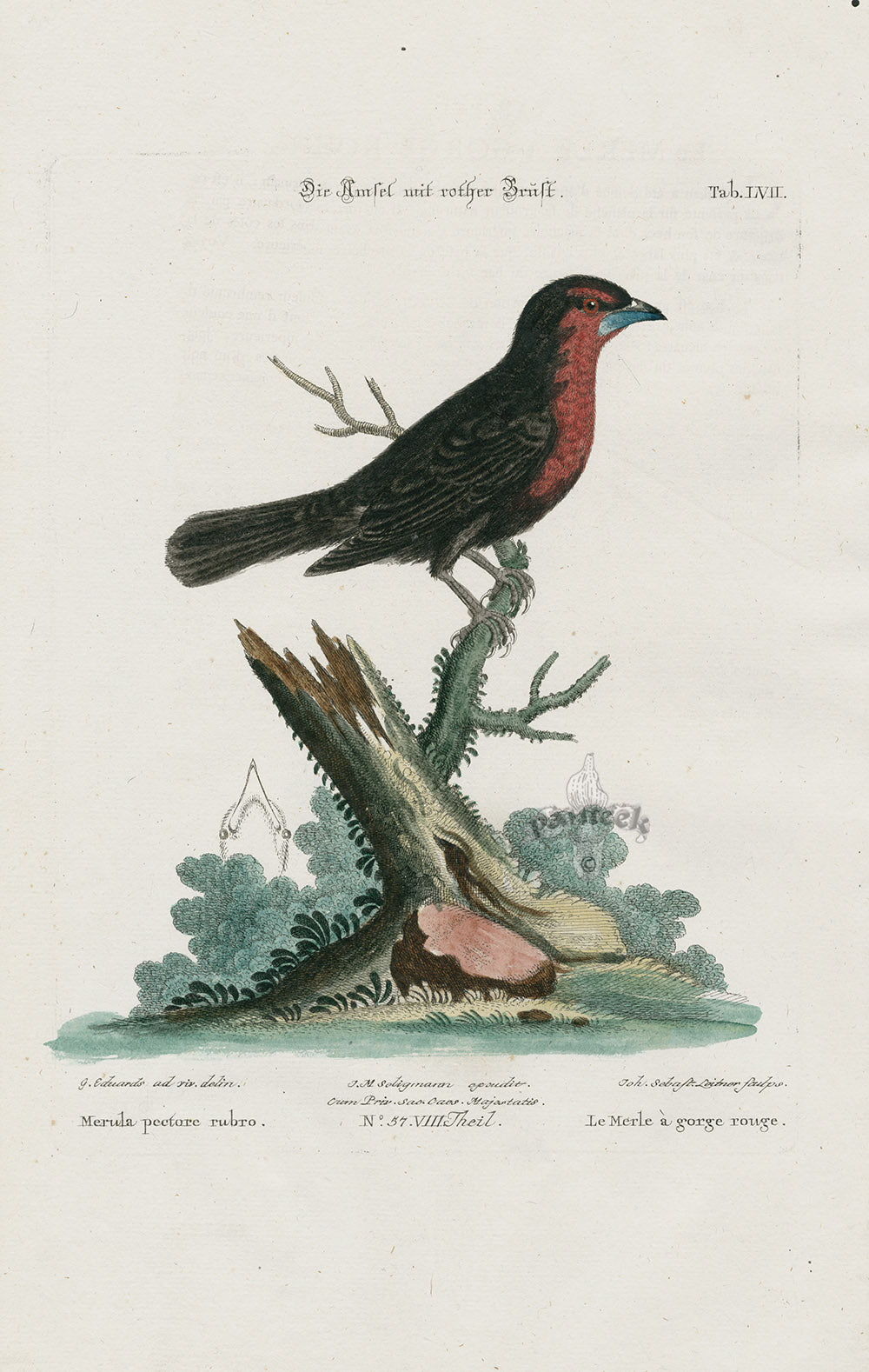 Edwards Seligmann Bird Print Merula pectore rubro
