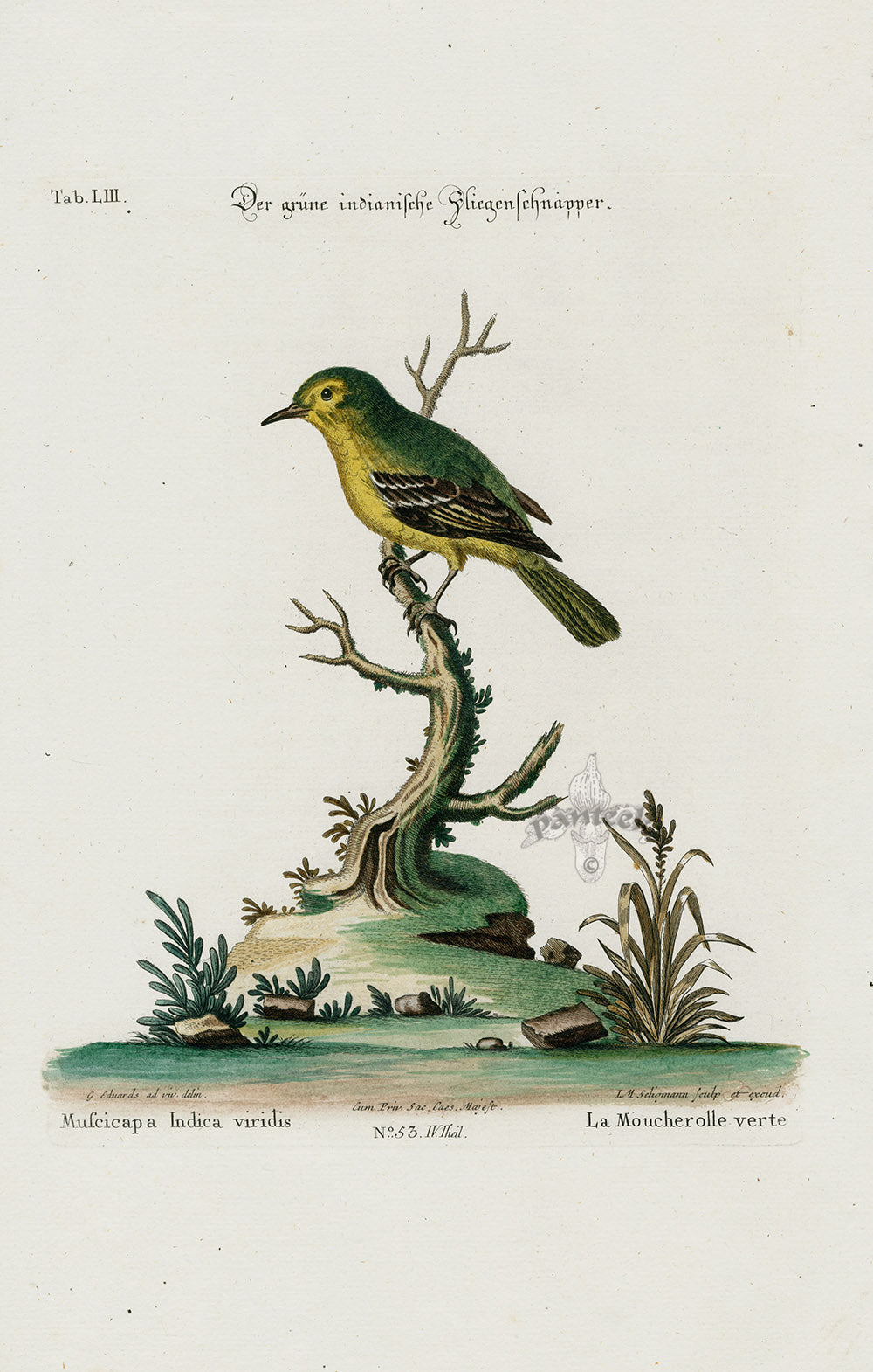 Edwards Seligmann Bird Print Muscicapa Indica