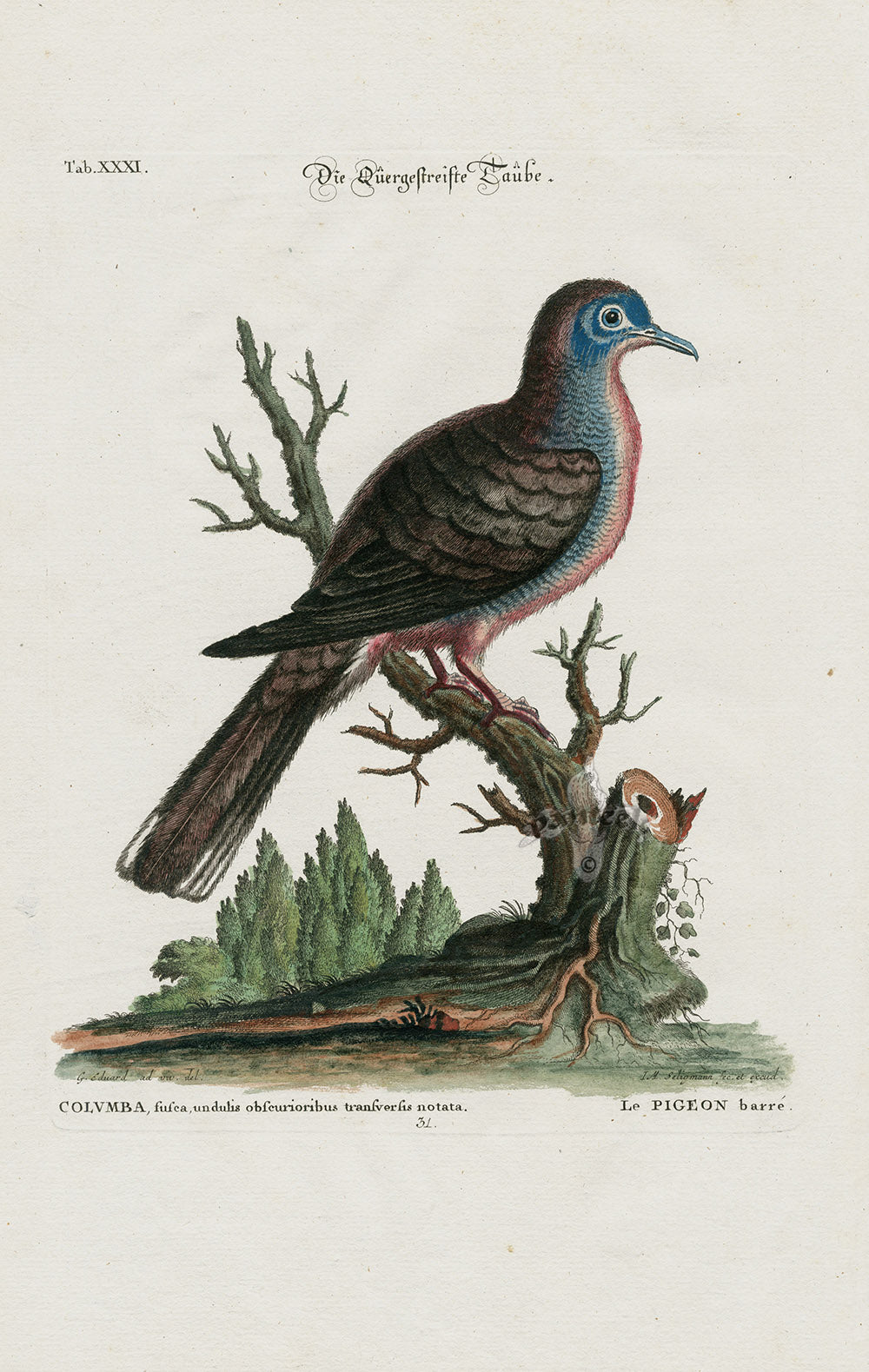 Edwards Seligmann Bird Print Pigeon