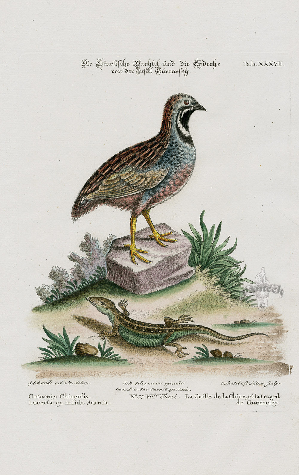 Edwards Seligmann Bird Print Quail