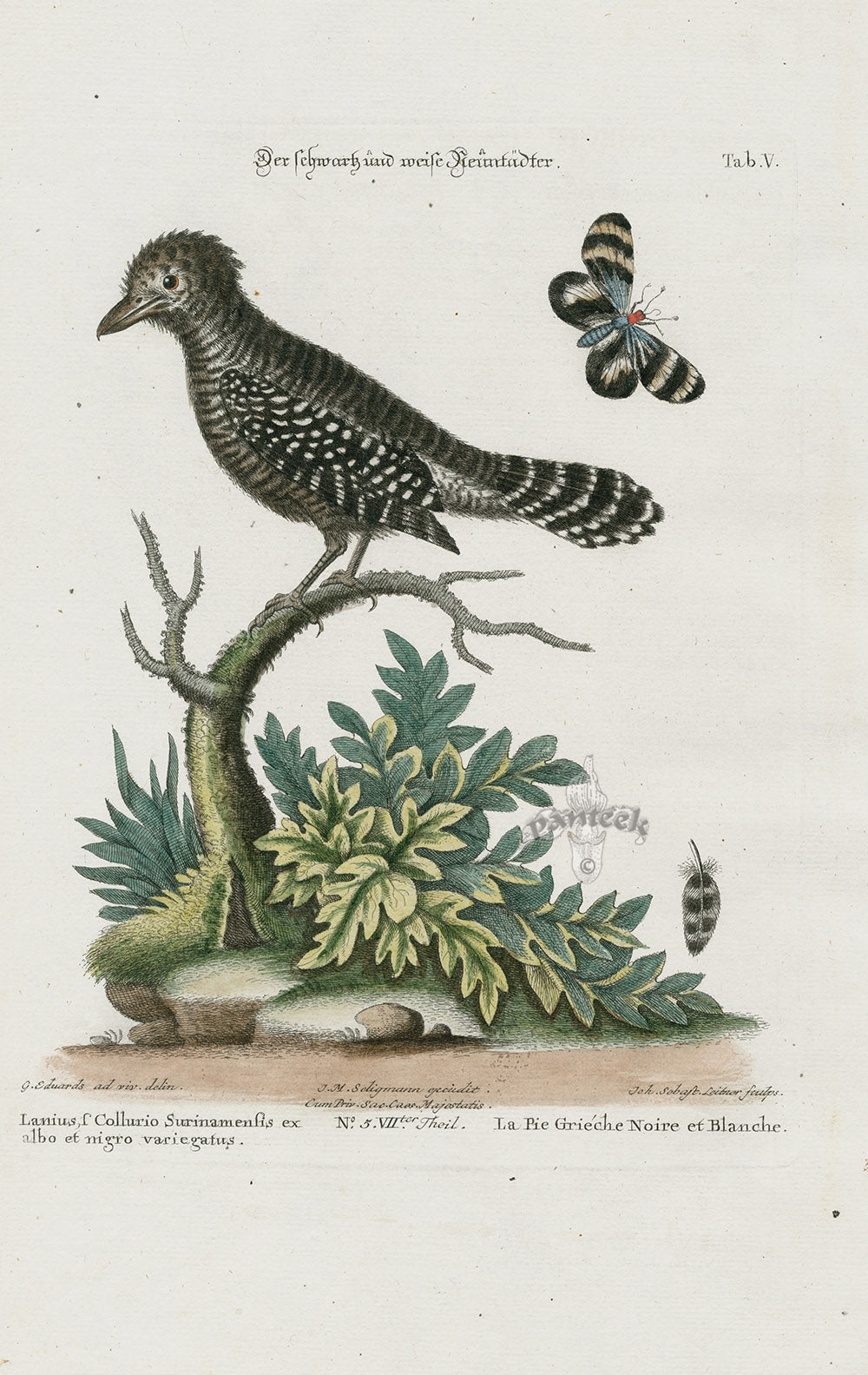 Edwards Seligmann Bird Print Shrike