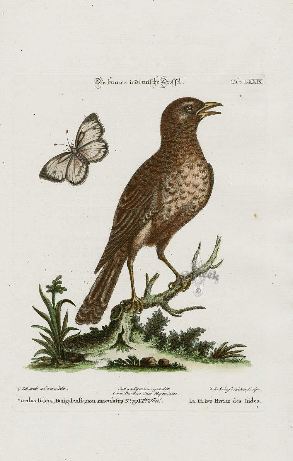 Edwards Seligmann Bird Print Thrush