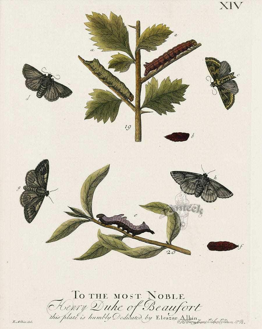 Eleazar Albin 1724 Moth Print Duke of Beaufort