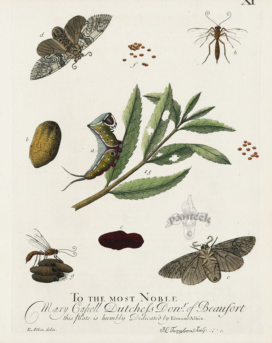 Eleazar Albin 1724 Moth Print Dutchess of Beaufort