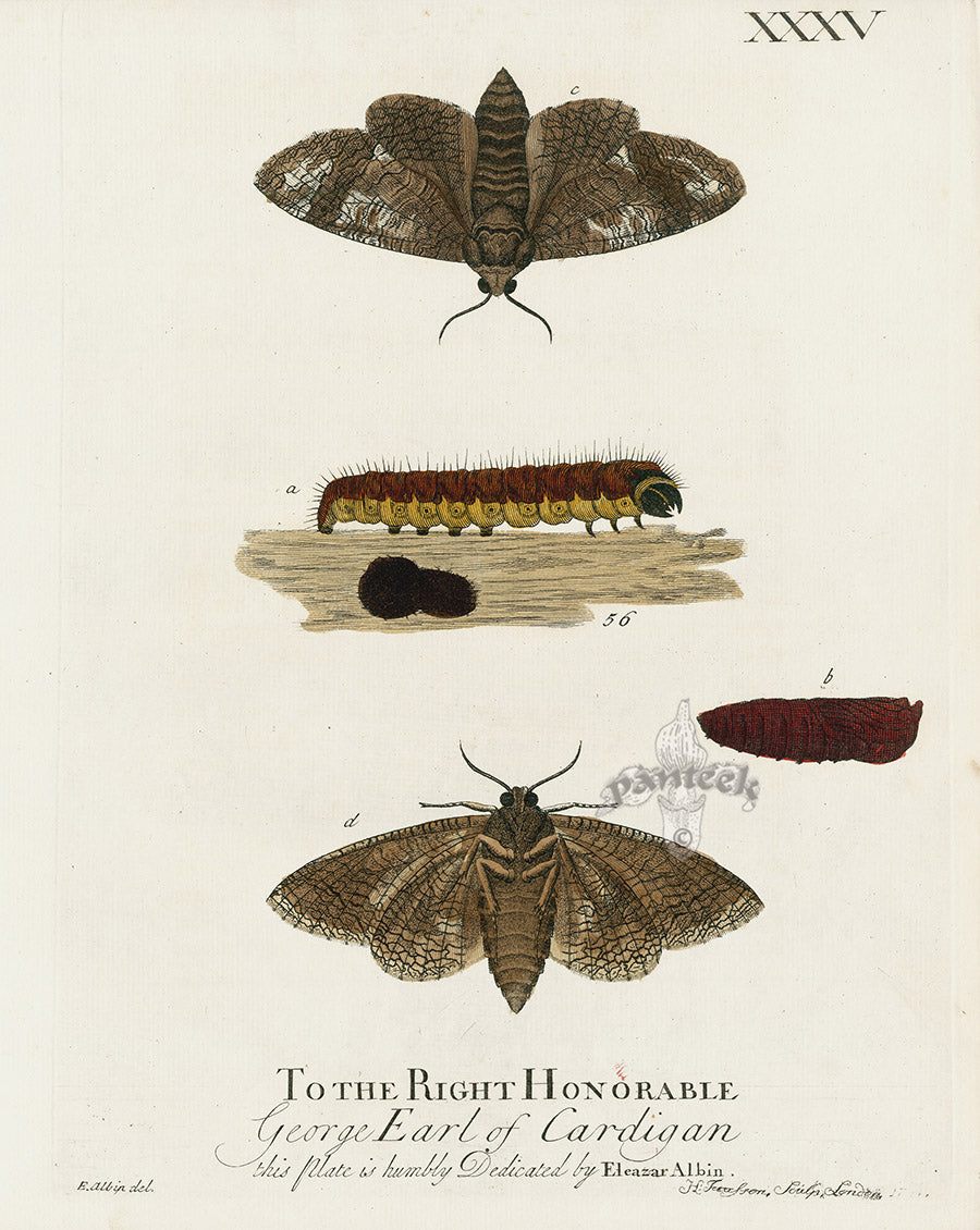 Eleazar Albin 1724 Moth Print Earl of Cardigan