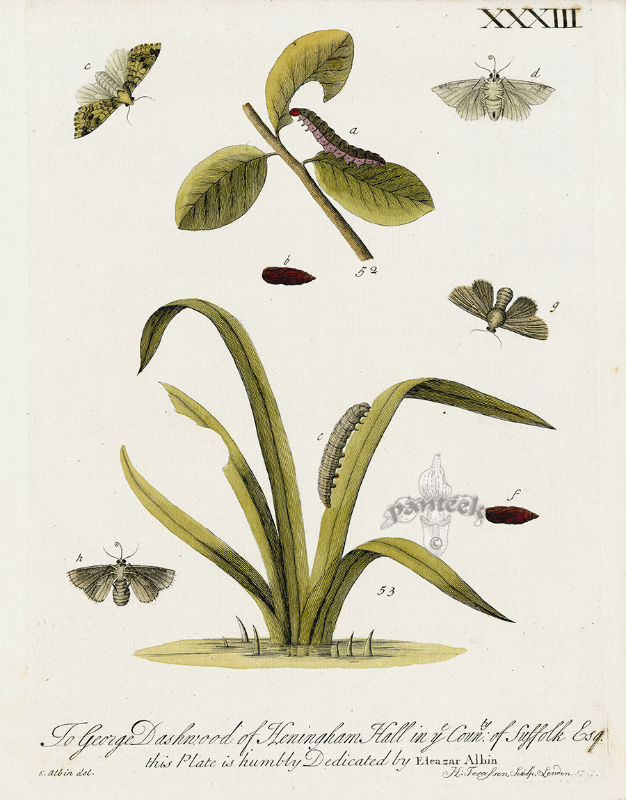 Eleazar Albin 1724 Moth Print George Dashwood