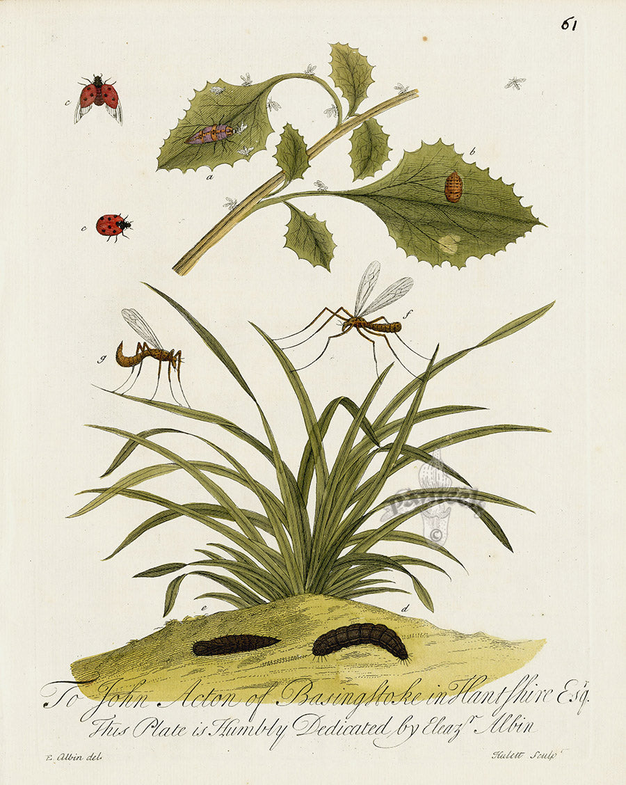 Eleazar Albin 1724 Moth Print John Acton Esq