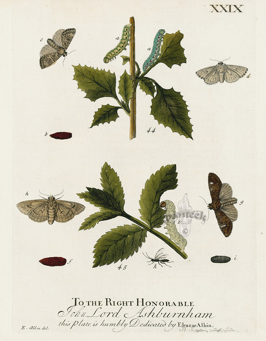 Eleazar Albin 1724 Moth Print John Lord Ashburnham