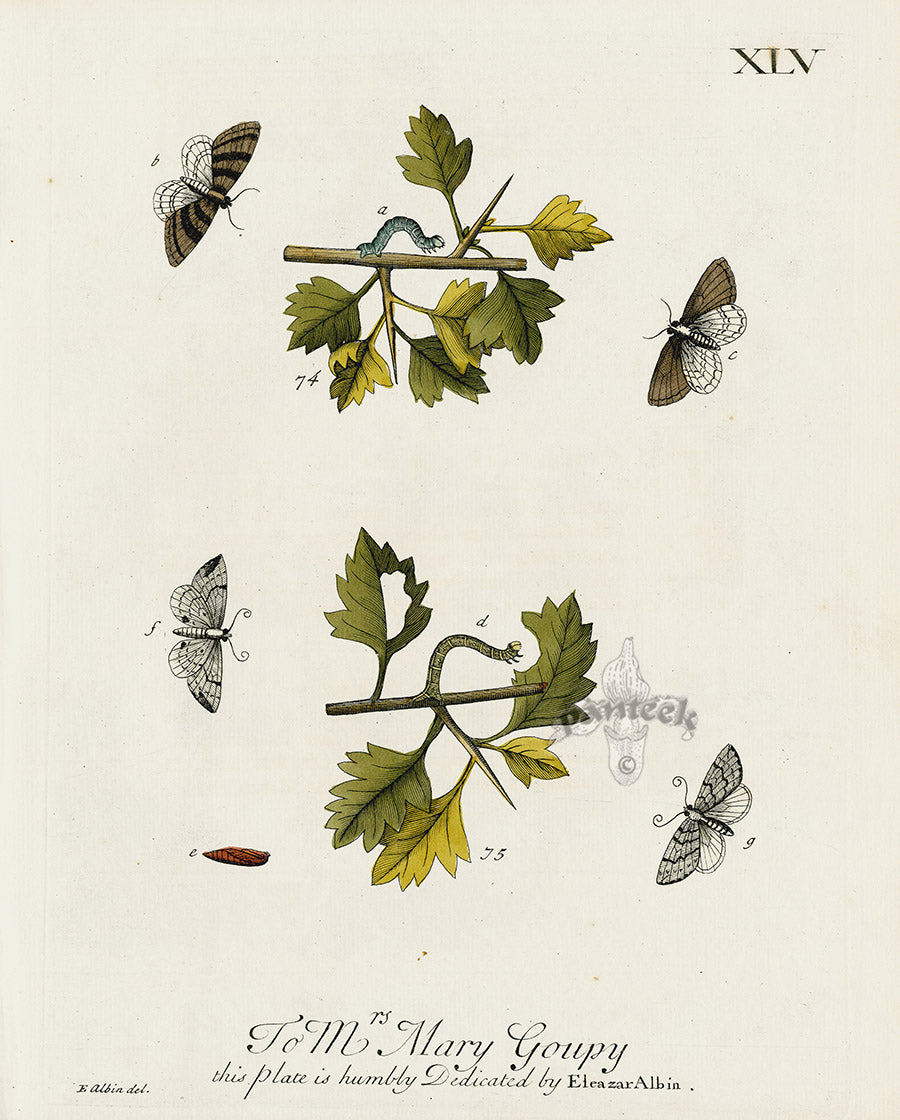 Eleazar Albin 1724 Moth Print Mrs. Mary Goupy