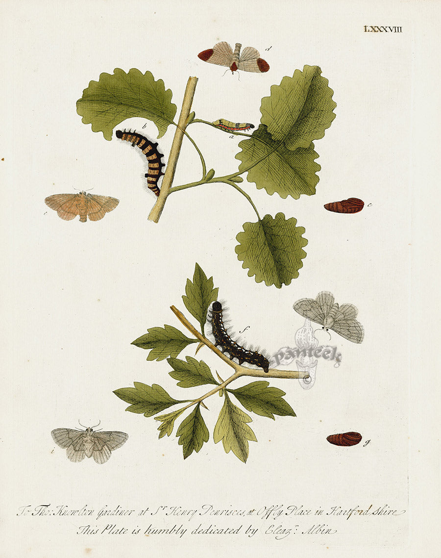 Eleazar Albin 1724 Moth Print Tho. Knowlton Gardiner