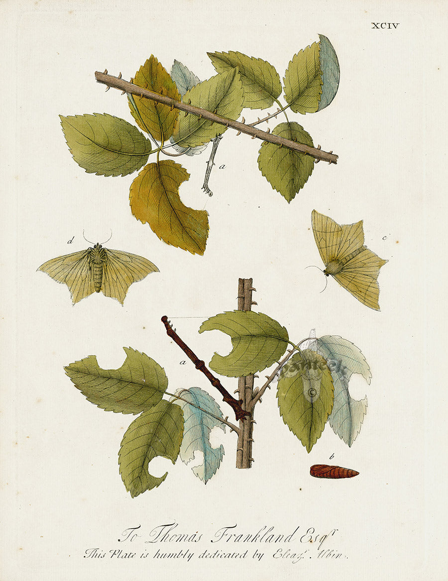 Eleazar Albin 1724 Moth Print Thomas Frankland Esq
